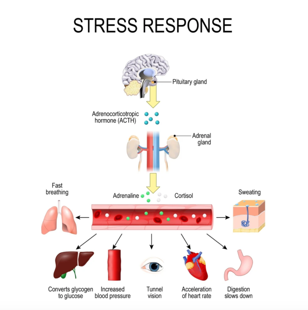 Stress response